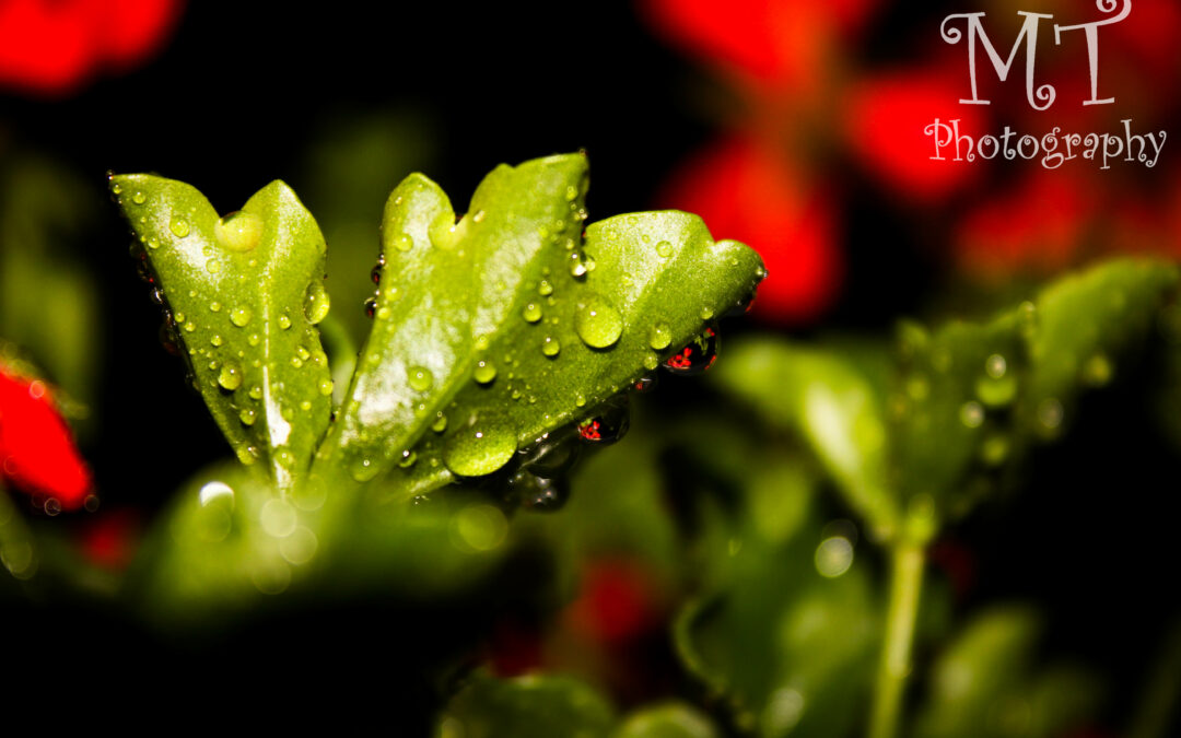 Blumen nach einem Regenschauer