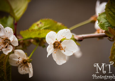 makro-fotografie